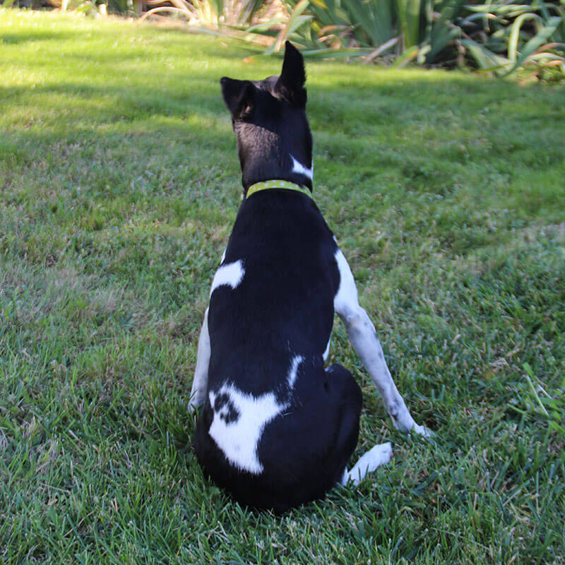 ペット写真 : 背面