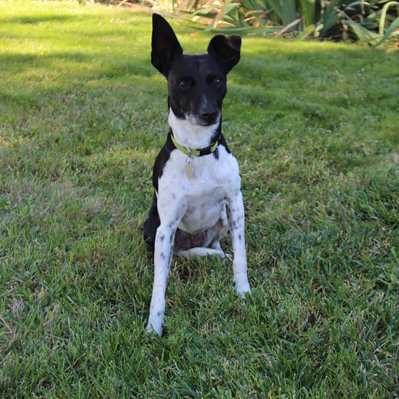 ペット写真 : 正面