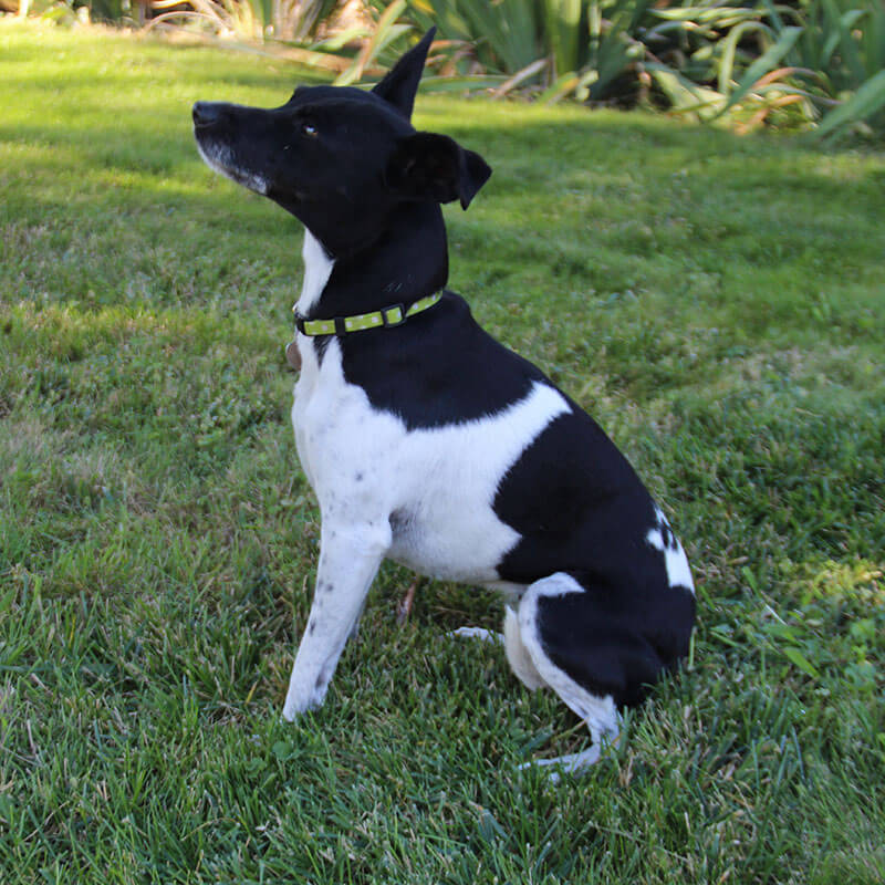 ペット写真 : 左側面