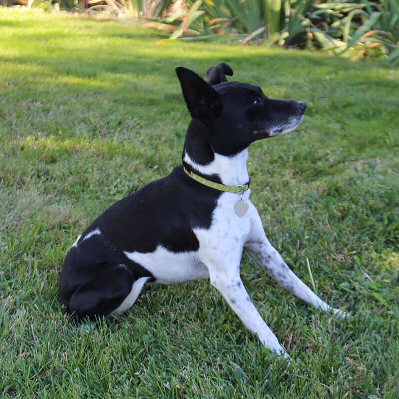 ペット写真 : 右側面